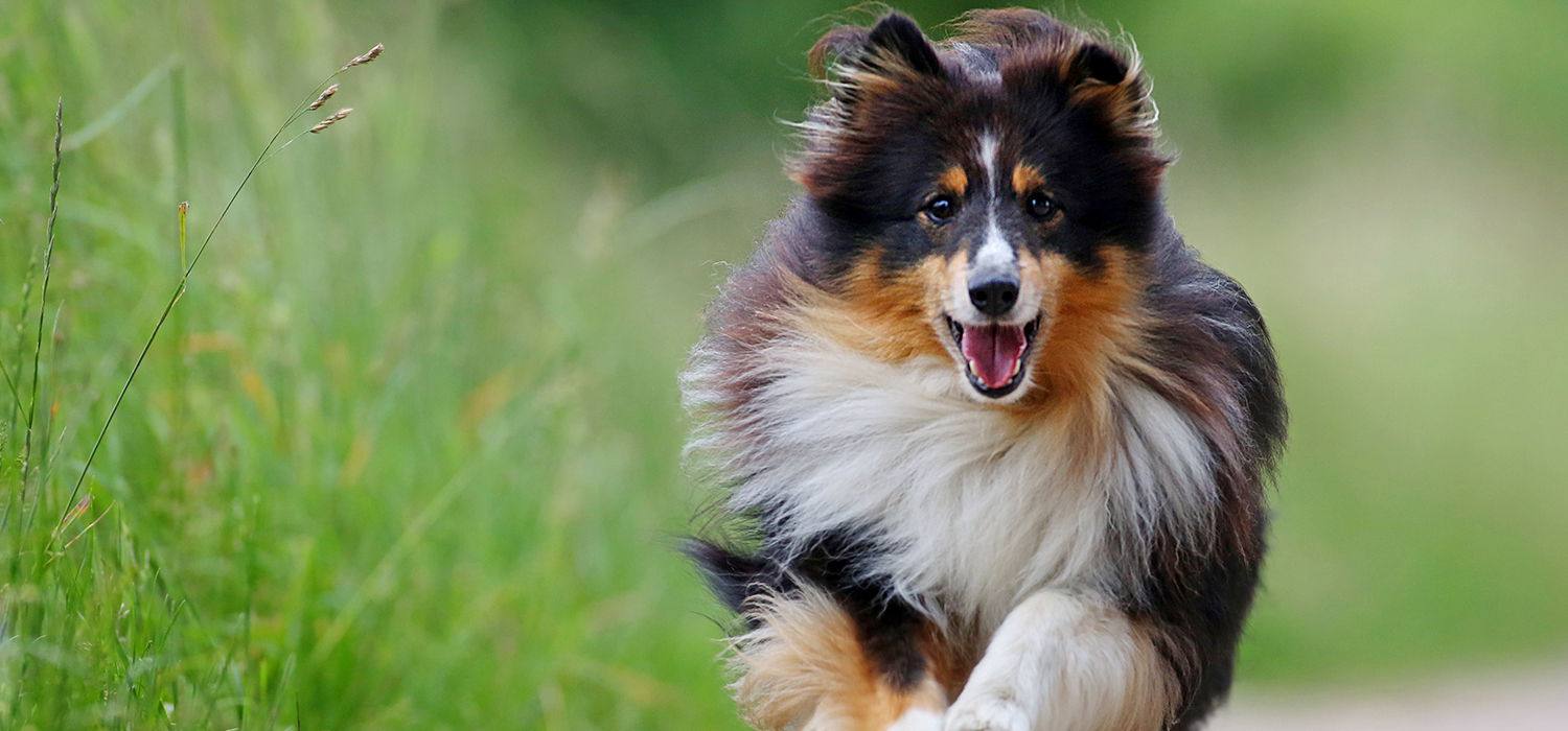 Hund, Lucky, rennen, laufen, Tierfotografie Freye, Hamburg